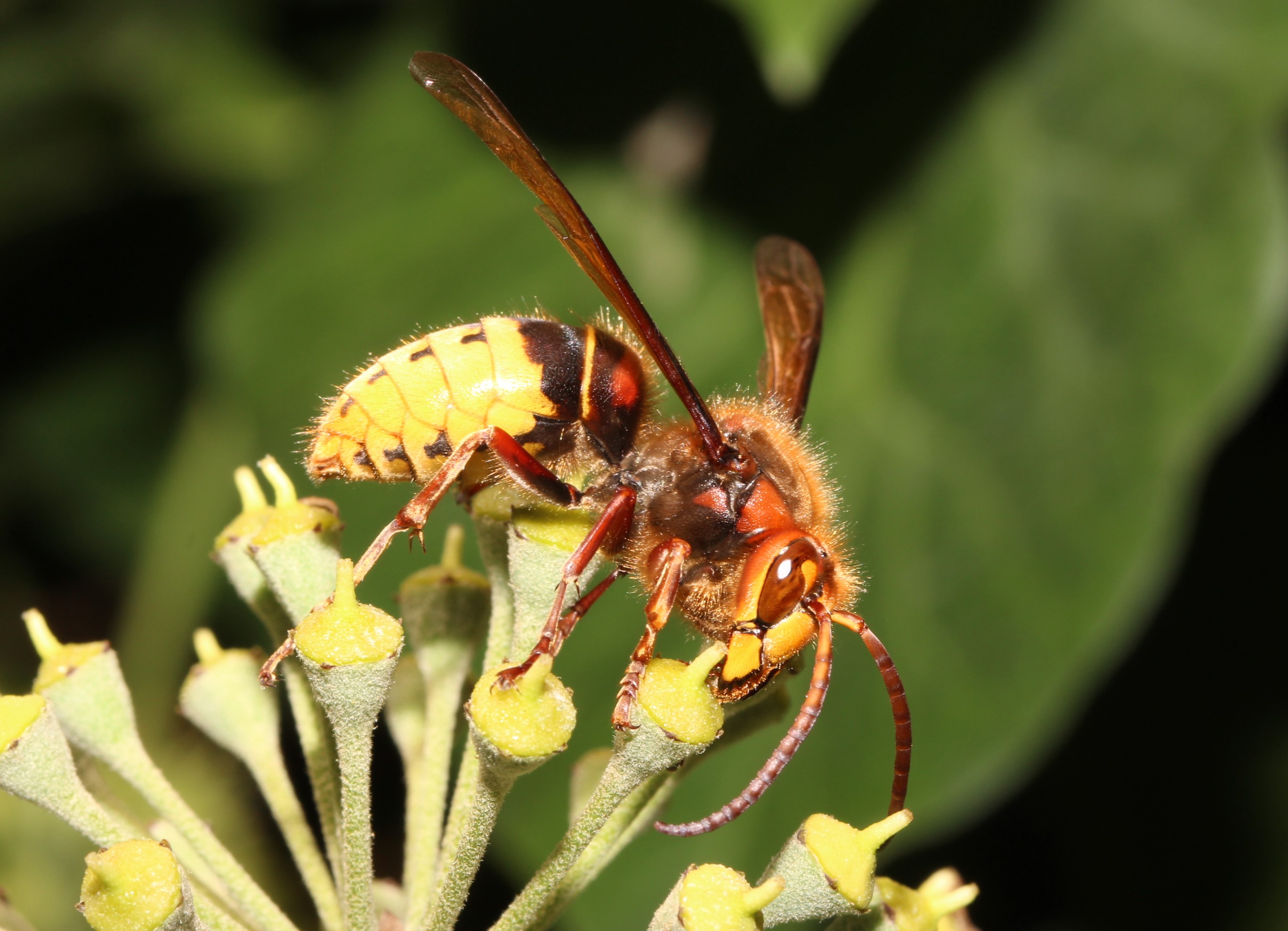 Hornisse an Efeu Vespa crabro